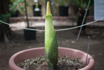 Tropical "Corpse Flower" Flowering at EIU