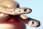 Midland Brownsnakes: Field Research and Conservation