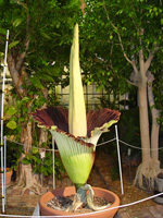 2010 Titan Arum Bloom