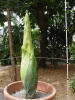 Titan Arum
