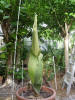 Titan Arum