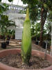 Titan Arum