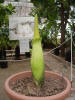 Titan Arum
