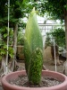 Titan Arum 2014