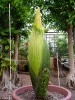 Titan Arum 2014