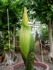Titan Arum 2014