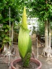 Titan Arum 2014