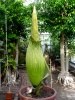 Titan Arum 2014