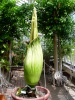 Titan Arum 2014