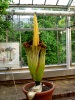 Titan Arum 2014