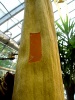 Titan Arum 2014
