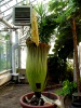 Titan Arum 2014