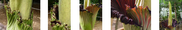Titan Arum Images