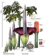 Titan Arum labeled