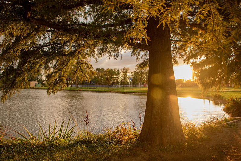 image of campus pond at sunset